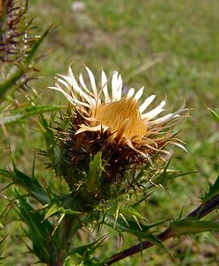 Carlina vulgaris (Asteraceae)  - Carline commune, Chardon doré - Carline Thistle Pas-de-Calais [France] 08/08/2003 - 80m