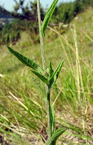 Centaurea decipiens (Asteraceae)  - Centaurée des prés - Slender Knapweed Pas-de-Calais [France] 08/08/2003 - 80m