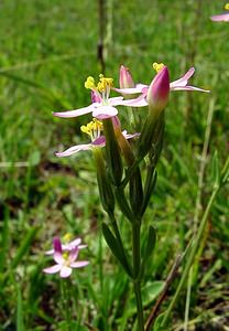 Centaurium erythraea (Gentianaceae)  - Érythrée petite-centaurée - Common Centaury Pas-de-Calais [France] 08/08/2003 - 80m