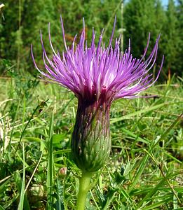 Cirsium acaulon (Asteraceae)  - Cirse acaule, Cirse sans tige - Dwarf Thistle Pas-de-Calais [France] 08/08/2003 - 80m