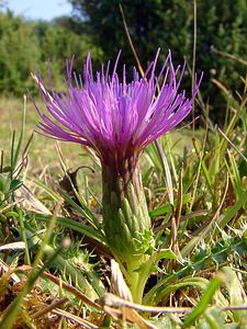 Cirsium acaulon (Asteraceae)  - Cirse acaule, Cirse sans tige - Dwarf Thistle Pas-de-Calais [France] 08/08/2003 - 80m