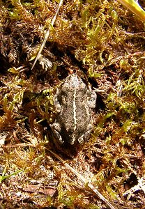 Epidalea calamita (Bufonidae)  - Crapaud calamite - Natterjack Nord [France] 02/08/2003 - 10m