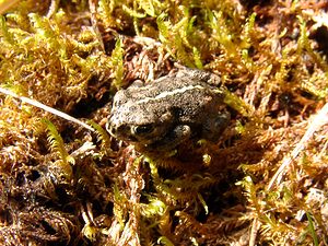 Epidalea calamita (Bufonidae)  - Crapaud calamite - Natterjack Nord [France] 02/08/2003 - 10m