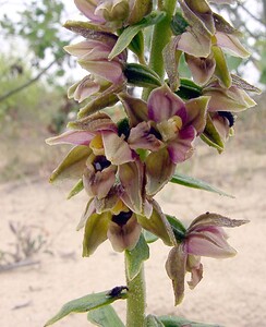 Epipactis helleborine subsp. neerlandica (Orchidaceae)  - Épipactide des Pays-Bas, Épipactide de Hollande, Épipactis des Pays-Bas Nord [France] 02/08/2003 - 10m