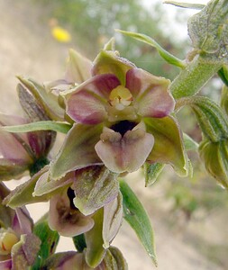 Epipactis helleborine subsp. neerlandica (Orchidaceae)  - Épipactide des Pays-Bas, Épipactide de Hollande, Épipactis des Pays-Bas Nord [France] 02/08/2003 - 10m