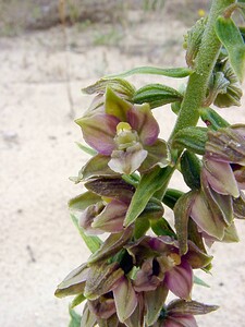 Epipactis helleborine subsp. neerlandica (Orchidaceae)  - Épipactide des Pays-Bas, Épipactide de Hollande, Épipactis des Pays-Bas Nord [France] 02/08/2003 - 10m