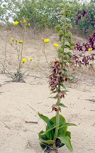 Epipactis helleborine subsp. neerlandica (Orchidaceae)  - Épipactide des Pays-Bas, Épipactide de Hollande, Épipactis des Pays-Bas Nord [France] 02/08/2003 - 10m