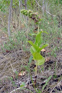 Epipactis helleborine subsp. neerlandica (Orchidaceae)  - Épipactide des Pays-Bas, Épipactide de Hollande, Épipactis des Pays-Bas Nord [France] 02/08/2003 - 10m