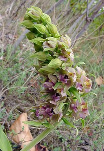 Epipactis helleborine subsp. neerlandica (Orchidaceae)  - Épipactide des Pays-Bas, Épipactide de Hollande, Épipactis des Pays-Bas Nord [France] 02/08/2003 - 10m