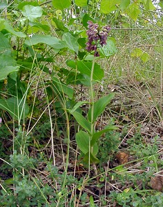Epipactis helleborine subsp. neerlandica (Orchidaceae)  - Épipactide des Pays-Bas, Épipactide de Hollande, Épipactis des Pays-Bas Nord [France] 02/08/2003 - 10m