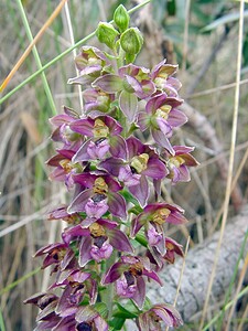 Epipactis helleborine subsp. neerlandica (Orchidaceae)  - Épipactide des Pays-Bas, Épipactide de Hollande, Épipactis des Pays-Bas Nord [France] 02/08/2003 - 10m