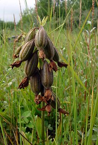 Epipactis palustris (Orchidaceae)  - Épipactis des marais - Marsh Helleborine Nord [France] 02/08/2003 - 10m