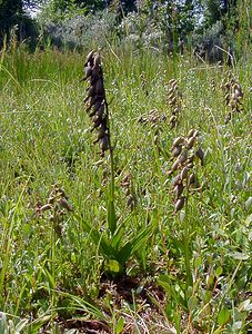 Epipactis palustris (Orchidaceae)  - Épipactis des marais - Marsh Helleborine Nord [France] 02/08/2003 - 10m