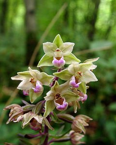 Epipactis purpurata (Orchidaceae)  - Épipactide pourpre, Épipactis pourpre, Épipactis violacé, Épipactide violacée - Violet Helleborine Pas-de-Calais [France] 17/08/2003 - 180m