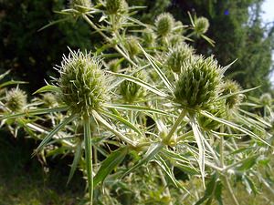 Eryngium campestre (Apiaceae)  - Panicaut champêtre, Chardon Roland - Field Eryngo Pas-de-Calais [France] 08/08/2003 - 80m
