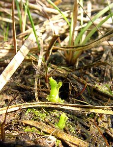 Hammarbya paludosa (Orchidaceae)  - Hammarbya des marais, Malaxis des tourbières, Malaxis à deux feuilles, Malaxide des marais, Malaxis des marais - Bog Orchid Turnhout [Belgique] 10/08/2003 - 30mplantes en cours de germination, probablement ? partir des bulbilles d?tach?es d'un autre plante. Les bulbilles sont pr?sentes d?s les premiers stades du d?veloppement et permettent la diffusion de la plante par flottaison.