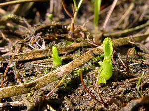 Hammarbya paludosa (Orchidaceae)  - Hammarbya des marais, Malaxis des tourbières, Malaxis à deux feuilles, Malaxide des marais, Malaxis des marais - Bog Orchid Turnhout [Belgique] 10/08/2003 - 30mplantes en cours de germination, probablement ? partir des bulbilles d?tach?es d'un autre plante. Les bulbilles sont pr?sentes d?s les premiers stades du d?veloppement et permettent la diffusion de la plante par flottaison.