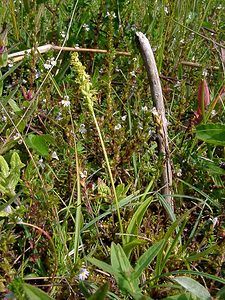 Herminium monorchis (Orchidaceae)  - Herminium à un seul tubercule, Orchis musc, Herminium clandestin - Musk Orchid Nord [France] 02/08/2003 - 10m