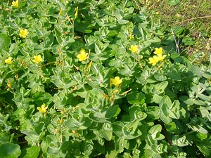 Hypericum elodes (Hypericaceae)  - Millepertuis des marais - Marsh St John's-wort  [Pays-Bas] 10/08/2003 - 20m