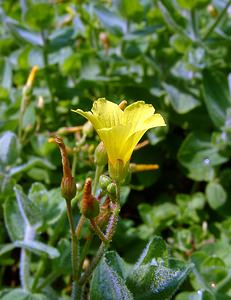 Hypericum elodes (Hypericaceae)  - Millepertuis des marais - Marsh St John's-wort  [Pays-Bas] 10/08/2003 - 20m