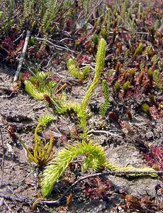 Lycopodiella inundata (Lycopodiaceae)  - Lycopode des tourbières, Lycopode inondé - Marsh Clubmoss  [Pays-Bas] 10/08/2003 - 20m