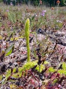 Lycopodiella inundata (Lycopodiaceae)  - Lycopode des tourbières, Lycopode inondé - Marsh Clubmoss  [Pays-Bas] 10/08/2003 - 20m