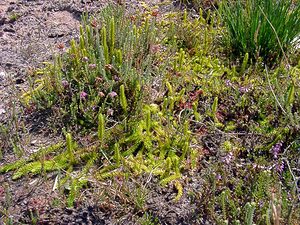 Lycopodiella inundata (Lycopodiaceae)  - Lycopode des tourbières, Lycopode inondé - Marsh Clubmoss  [Pays-Bas] 10/08/2003 - 20m