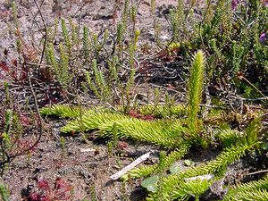 Lycopodiella inundata (Lycopodiaceae)  - Lycopode des tourbières, Lycopode inondé - Marsh Clubmoss  [Pays-Bas] 10/08/2003 - 20m