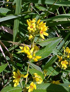 Lysimachia vulgaris (Primulaceae)  - Lysimaque commune, Lysimaque vulgaire, Chasse-bosse - Yellow Loosestrife Nord [France] 02/08/2003 - 10m
