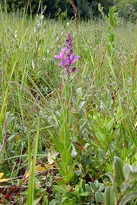 Lythrum salicaria (Lythraceae)  - Salicaire commune, Salicaire pourpre - Rainbow weed, Spiked loosestrife, Purple-loosestrife Nord [France] 02/08/2003 - 10m