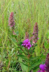 Lythrum salicaria (Lythraceae)  - Salicaire commune, Salicaire pourpre - Rainbow weed, Spiked loosestrife, Purple-loosestrife Nord [France] 02/08/2003 - 10m