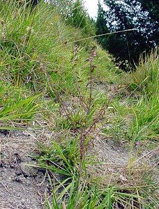 Odontites vernus (Orobanchaceae)  - Odontite printanier, Odontitès printanier, Odontite rouge, Euphraise rouge - Red Bartsia Pas-de-Calais [France] 17/08/2003 - 80m