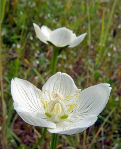 Parnassia palustris (Celastraceae)  - Parnassie des marais, Hépatique blanche - Grass-of-Parnassus Nord [France] 02/08/2003 - 10m