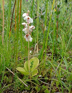 Pyrola rotundifolia subsp. maritima (Ericaceae)  - Pyrole des dunes Nord [France] 02/08/2003 - 10m