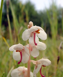 Pyrola rotundifolia subsp. maritima (Ericaceae)  - Pyrole des dunes Nord [France] 02/08/2003 - 10m