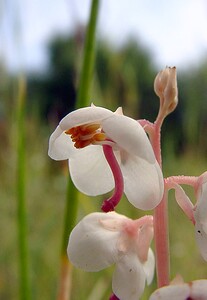 Pyrola rotundifolia subsp. maritima (Ericaceae)  - Pyrole des dunes Nord [France] 02/08/2003 - 10m