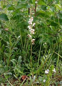 Pyrola rotundifolia subsp. maritima (Ericaceae)  - Pyrole des dunes Nord [France] 02/08/2003 - 10m