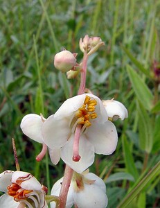 Pyrola rotundifolia subsp. maritima (Ericaceae)  - Pyrole des dunes Nord [France] 02/08/2003 - 10m