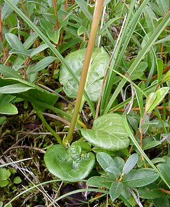 Pyrola rotundifolia subsp. maritima (Ericaceae)  - Pyrole des dunes Nord [France] 02/08/2003 - 10m