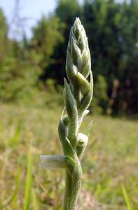 Spiranthes spiralis (Orchidaceae)  - Spiranthe d'automne, Spiranthe spiralée - Autumn Lady's-tresses Pas-de-Calais [France] 08/08/2003 - 80m