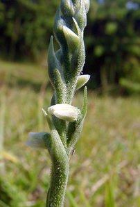 Spiranthes spiralis (Orchidaceae)  - Spiranthe d'automne, Spiranthe spiralée - Autumn Lady's-tresses Pas-de-Calais [France] 08/08/2003 - 80m