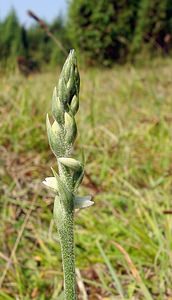 Spiranthes spiralis (Orchidaceae)  - Spiranthe d'automne, Spiranthe spiralée - Autumn Lady's-tresses Pas-de-Calais [France] 08/08/2003 - 80m