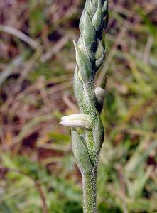 Spiranthes spiralis (Orchidaceae)  - Spiranthe d'automne, Spiranthe spiralée - Autumn Lady's-tresses Pas-de-Calais [France] 08/08/2003 - 80m