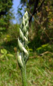 Spiranthes spiralis (Orchidaceae)  - Spiranthe d'automne, Spiranthe spiralée - Autumn Lady's-tresses Pas-de-Calais [France] 08/08/2003 - 80m