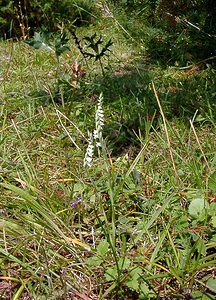 Spiranthes spiralis (Orchidaceae)  - Spiranthe d'automne, Spiranthe spiralée - Autumn Lady's-tresses Pas-de-Calais [France] 08/08/2003 - 80m