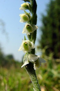 Spiranthes spiralis (Orchidaceae)  - Spiranthe d'automne, Spiranthe spiralée - Autumn Lady's-tresses Pas-de-Calais [France] 08/08/2003 - 80m