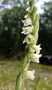 Spiranthes spiralis (Orchidaceae)  - Spiranthe d'automne, Spiranthe spiralée - Autumn Lady's-tresses Pas-de-Calais [France] 08/08/2003 - 80m