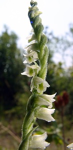 Spiranthes spiralis (Orchidaceae)  - Spiranthe d'automne, Spiranthe spiralée - Autumn Lady's-tresses Pas-de-Calais [France] 08/08/2003 - 80m