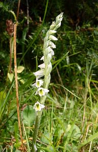 Spiranthes spiralis (Orchidaceae)  - Spiranthe d'automne, Spiranthe spiralée - Autumn Lady's-tresses Pas-de-Calais [France] 08/08/2003 - 80m