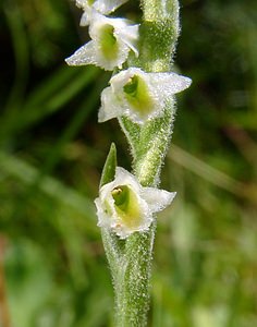 Spiranthes spiralis (Orchidaceae)  - Spiranthe d'automne, Spiranthe spiralée - Autumn Lady's-tresses Pas-de-Calais [France] 08/08/2003 - 80m